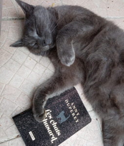 Chats de hasard