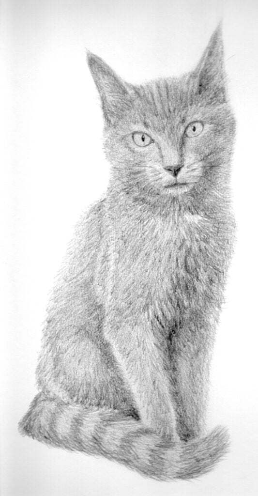 Grisou, portrait au crayon de chat
