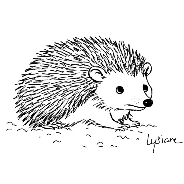 Hérisson mignon, dessin original Lysiane Binet