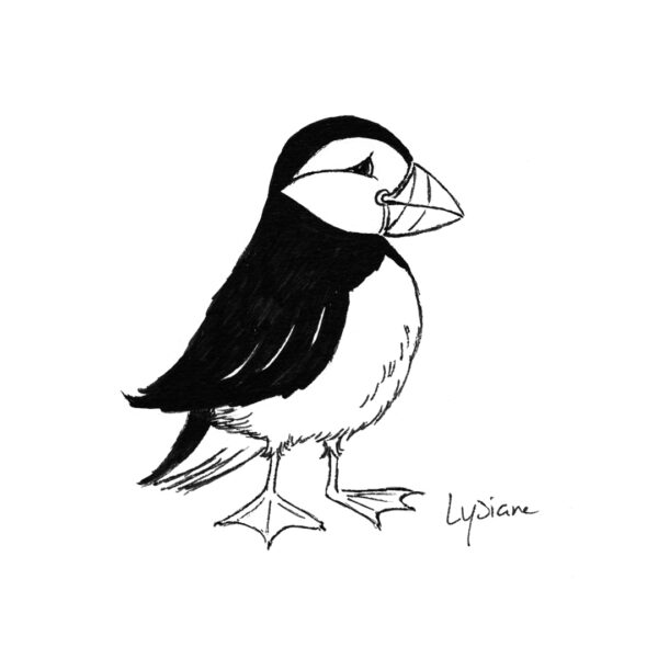 Macareux, dessin original Lysiane Binet