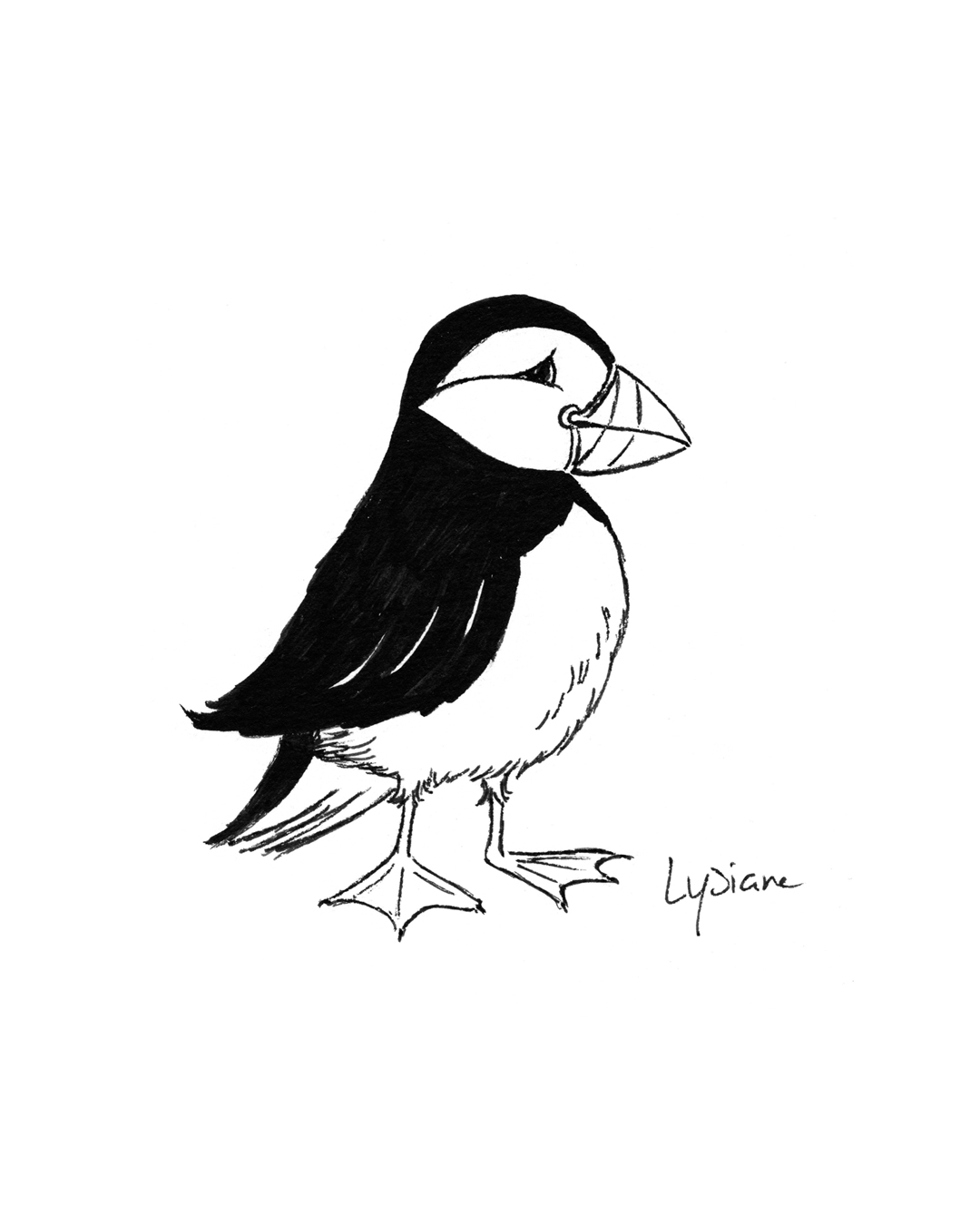 Macareux, dessin original Lysiane Binet